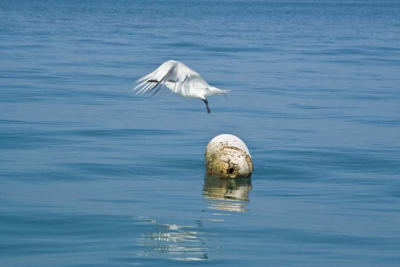 Laridae