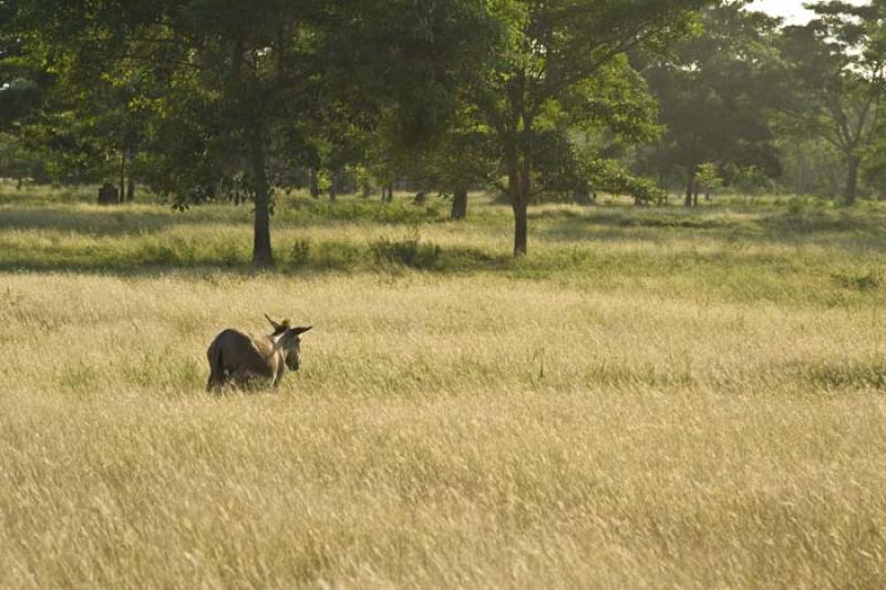 Equus asinus