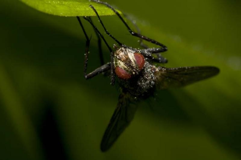 Sarcophaga carnaria