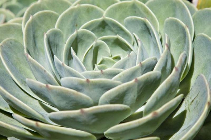 Detalle de una Planta