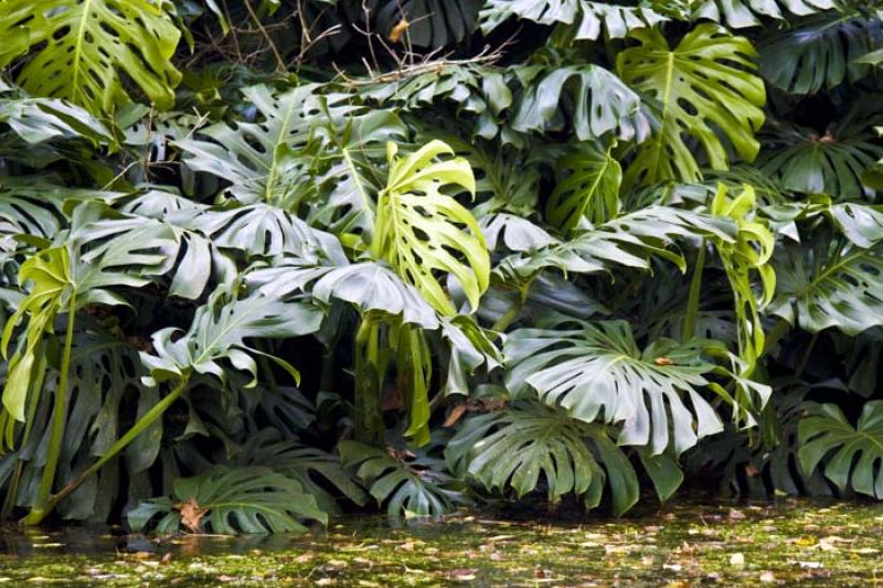 Philodendron selloum