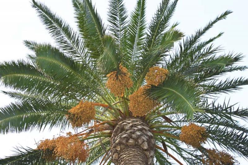 Palmera