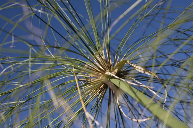 Cyperus papyrus