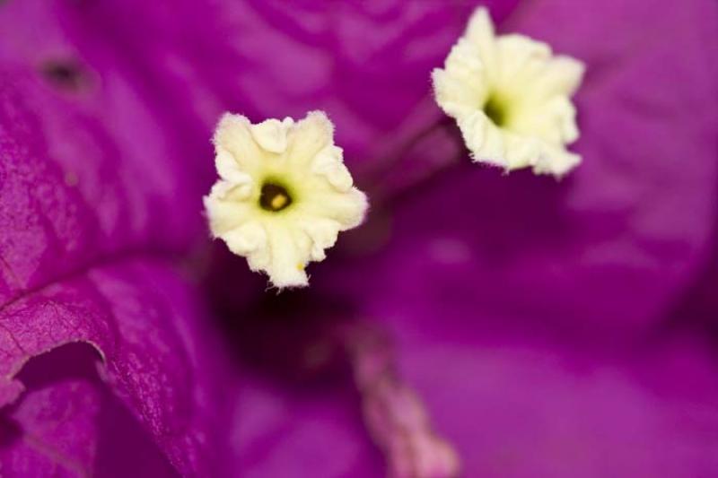 Bougainvillea Glabra