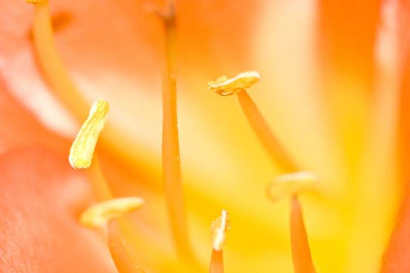 Anteras de una Flor