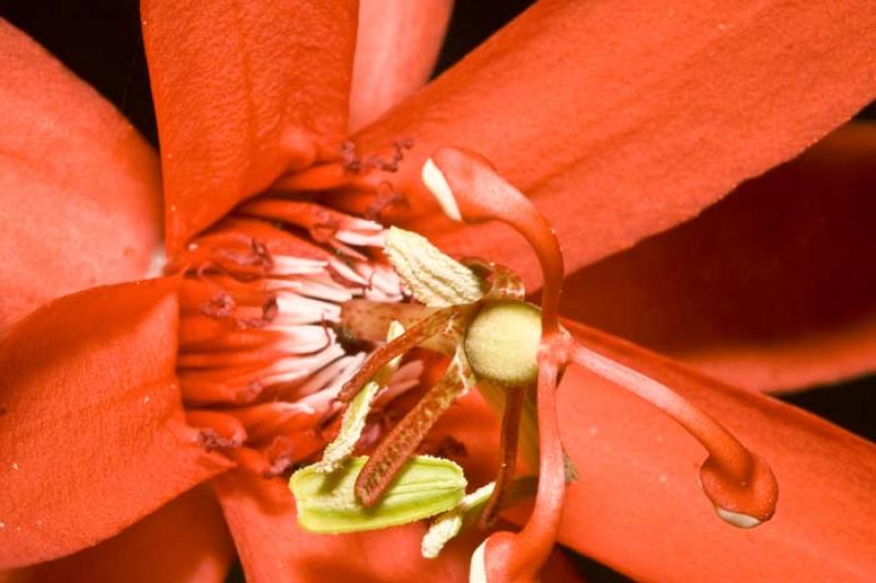 Detalle de una Flor