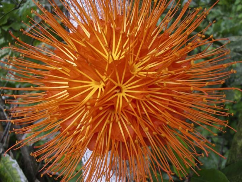 Detalle de una Flor