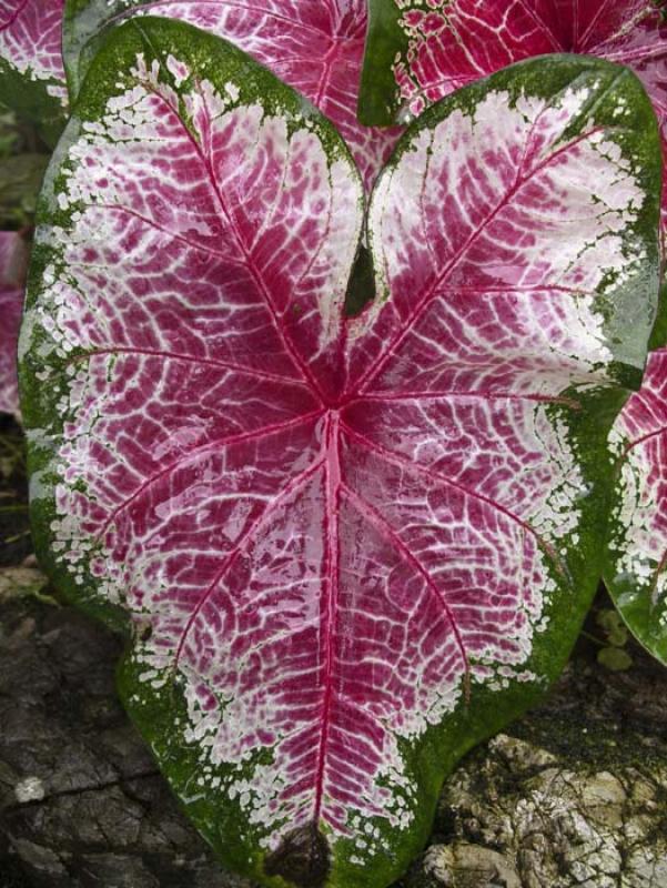 Caladium picturatum