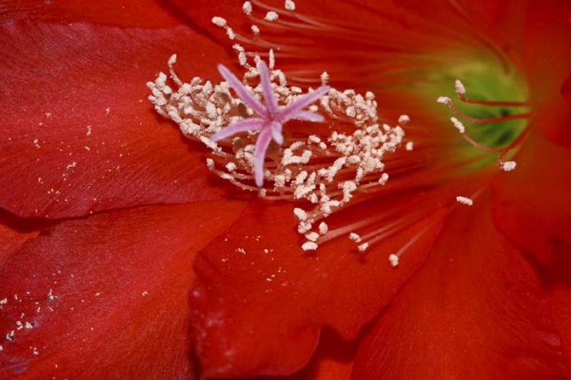 Detalle de una Flor