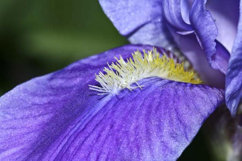 Iris albertii 