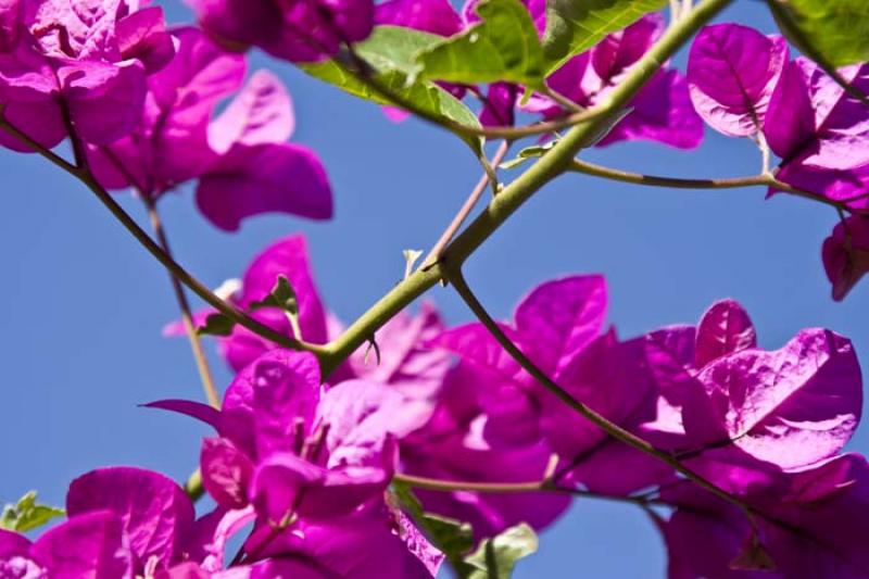 Bougainvillea Glabra