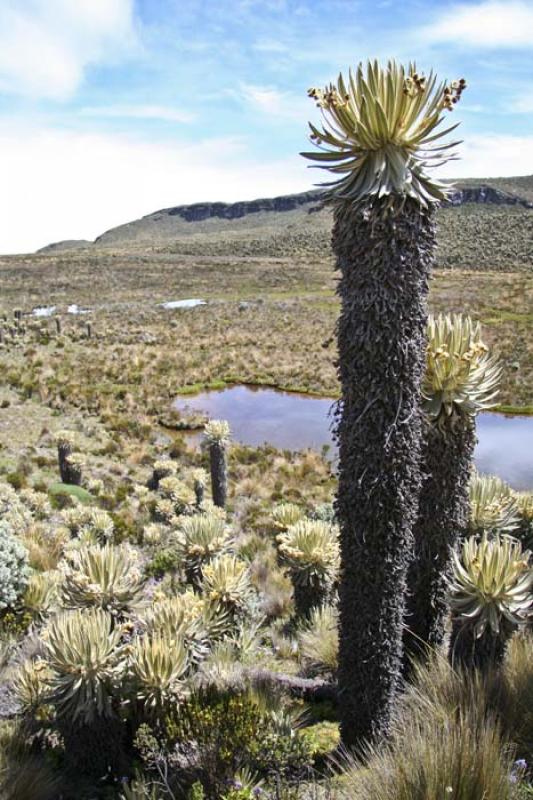 Laguna Negra, Parque Nacional Natural Los Nevados,...