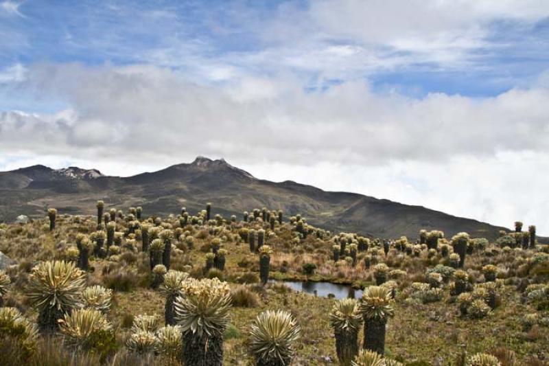 Laguna Negra, Parque Nacional Natural Los Nevados,...