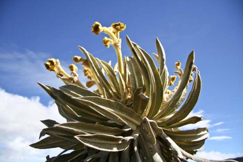 Espeletia, Parque Nacional Natural Los Nevados, Ri...