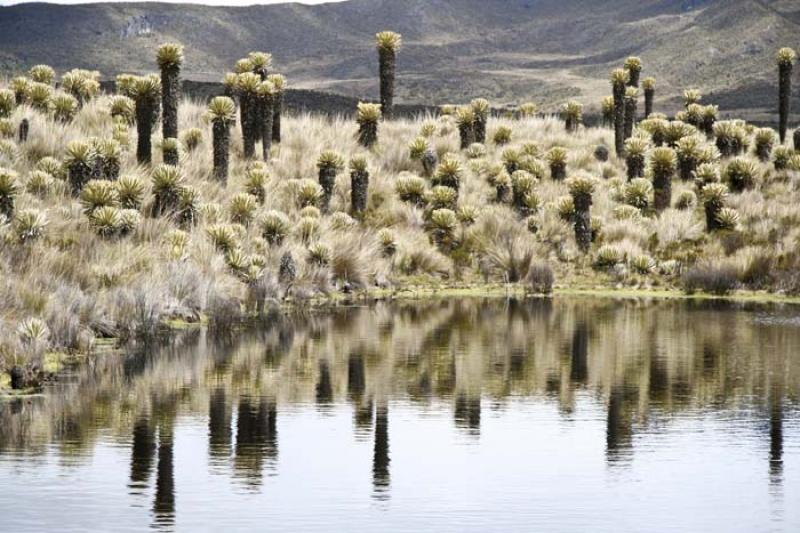 Laguna Negra, Parque Nacional Natural Los Nevados,...