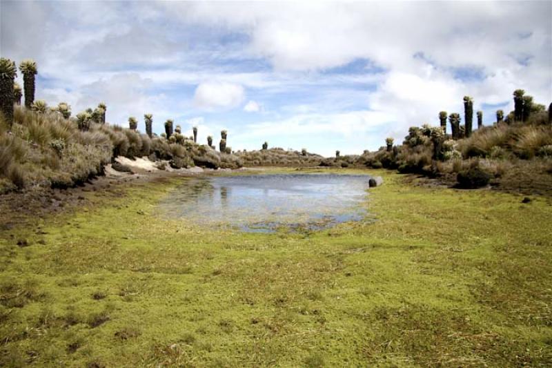 Parque Nacional Natural Los Nevados, Risaralda, Pe...