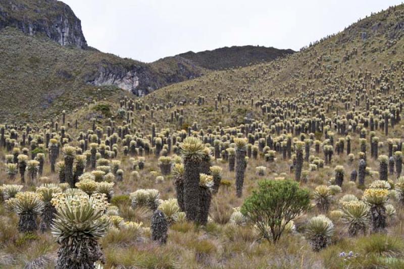 Parque Nacional Natural Los Nevados, Risaralda, Pe...