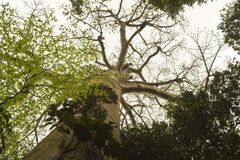 Ceiba pentandra