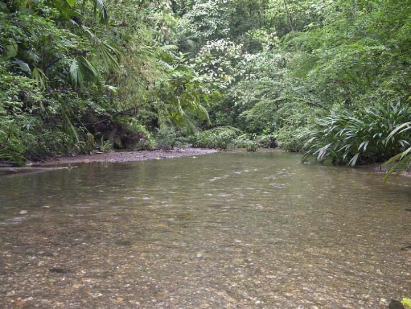 Selva de Nuquia, Choco, Golfo de Tribuga, Quibdo, ...