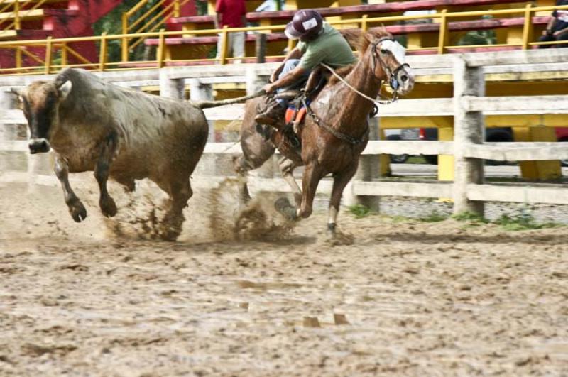 Coleo de Toros, Llanos Orientales, Villavicencio, ...