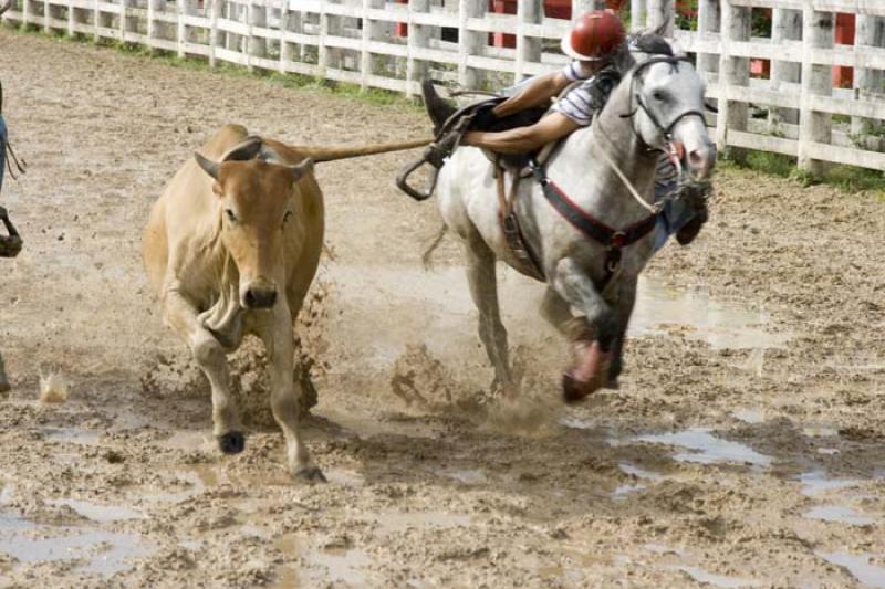 Coleo de Toros, Llanos Orientales, Villavicencio, ...