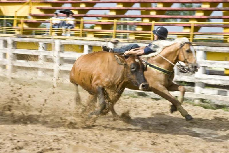 Coleo de Toros, Llanos Orientales, Villavicencio, ...