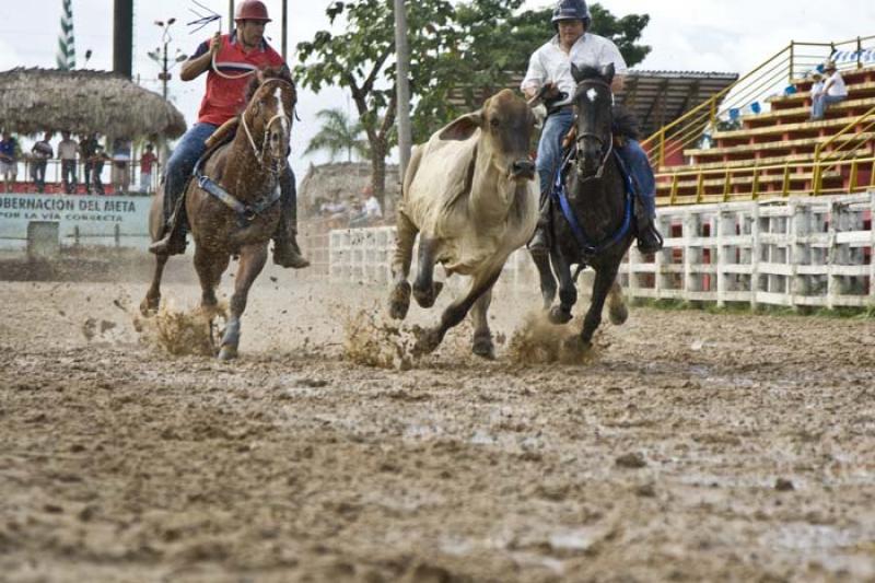 Coleo de Toros, Llanos Orientales, Villavicencio, ...