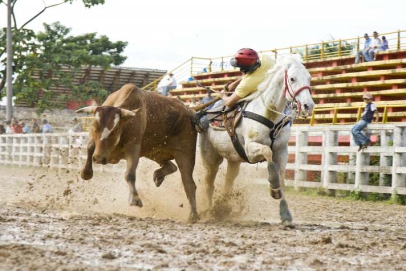 Coleo de Toros, Llanos Orientales, Villavicencio, ...