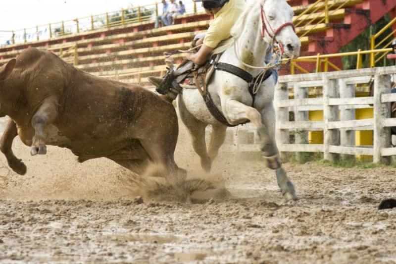 Coleo de Toros, Llanos Orientales, Villavicencio, ...