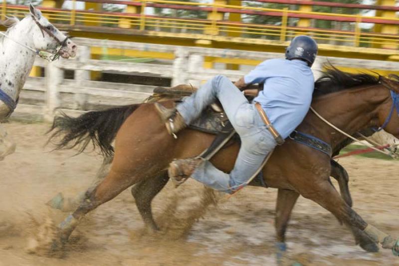 Coleo de Toros, Llanos Orientales, Villavicencio, ...