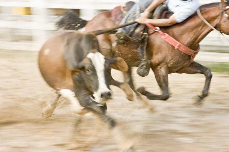 Coleo de Toros, Llanos Orientales, Villavicencio, ...