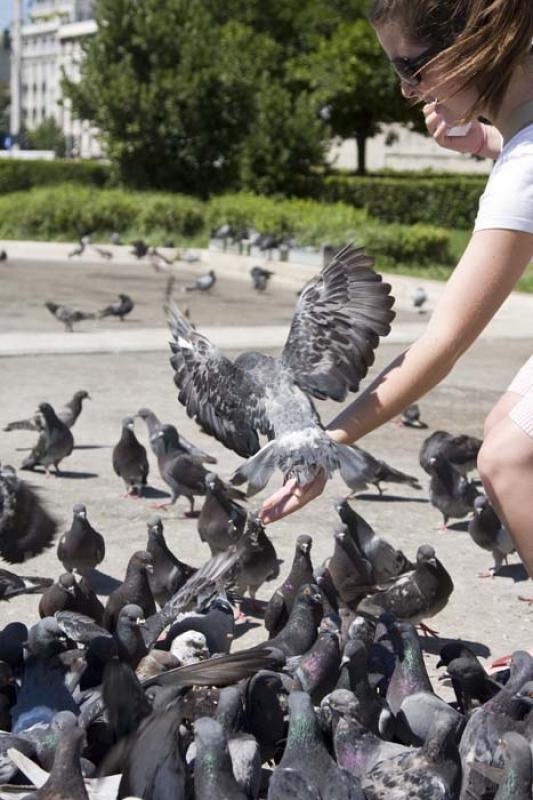 Mujer Alimentando las Palomas, Paris, Francia, Eur...