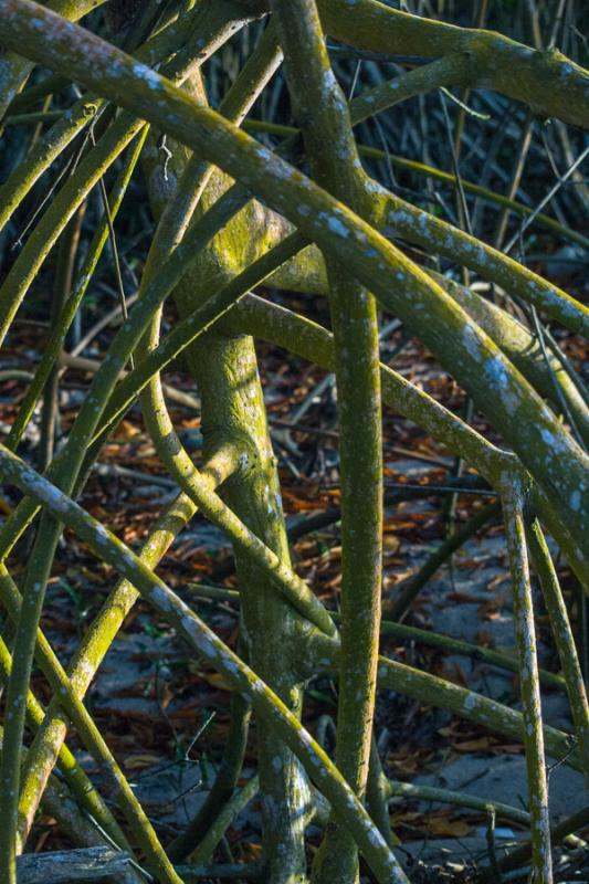 Manglar en Isla Fuerte, Bolivar, Cartagena, Colomb...