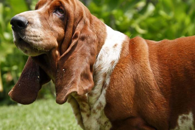 Basset Hound