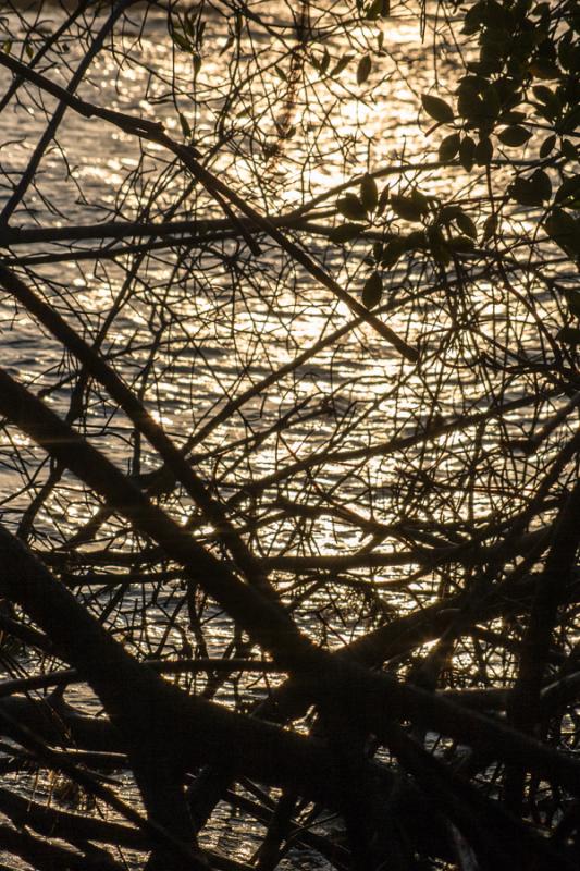 Manglar en Isla Fuerte, Bolivar, Cartagena, Colomb...