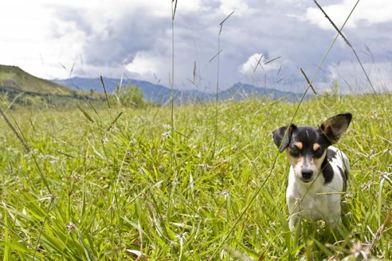 Fox Terrier Chileno