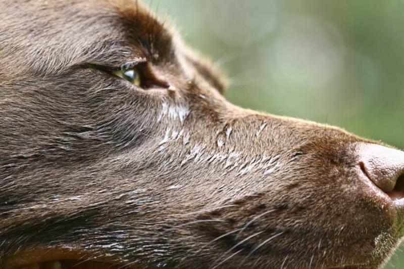 Labrador Retriever Chocolate