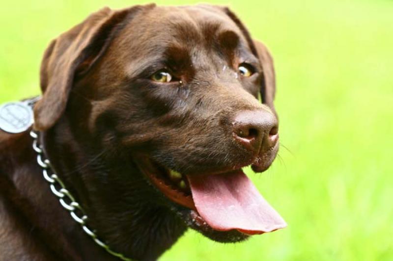 Labrador Retriever Chocolate