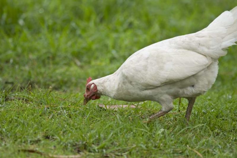 Leghorn