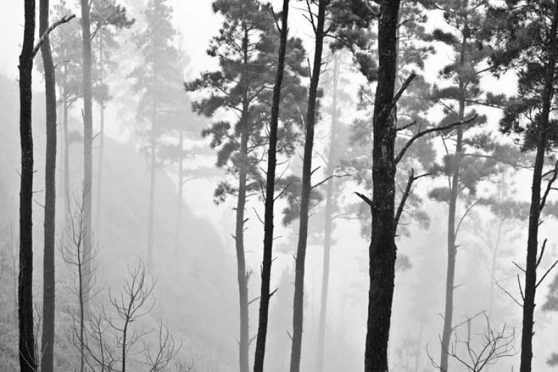 Bosque en Santa Elena, Antioquia, Medellin, Colomb...