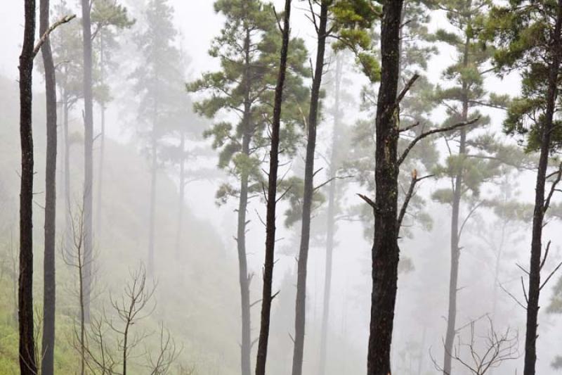 Bosque en Santa Elena, Antioquia, Medellin, Colomb...