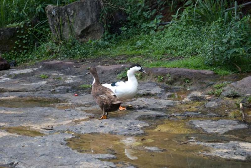 Cairina moschata