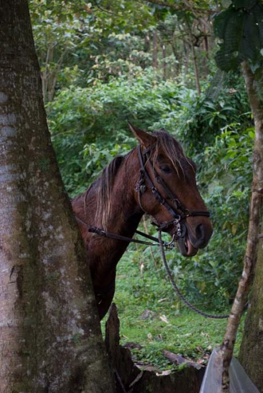 Equus caballus