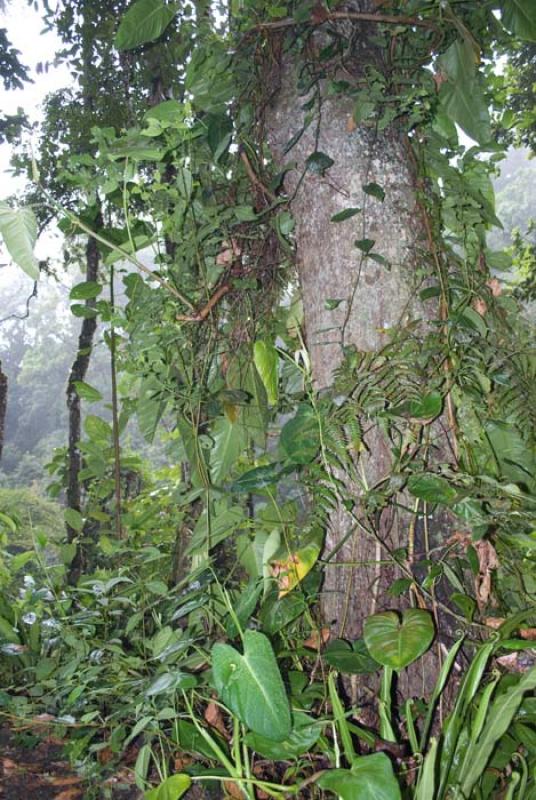 Parque Natural Chicaque, San Antonio del Tequendam...