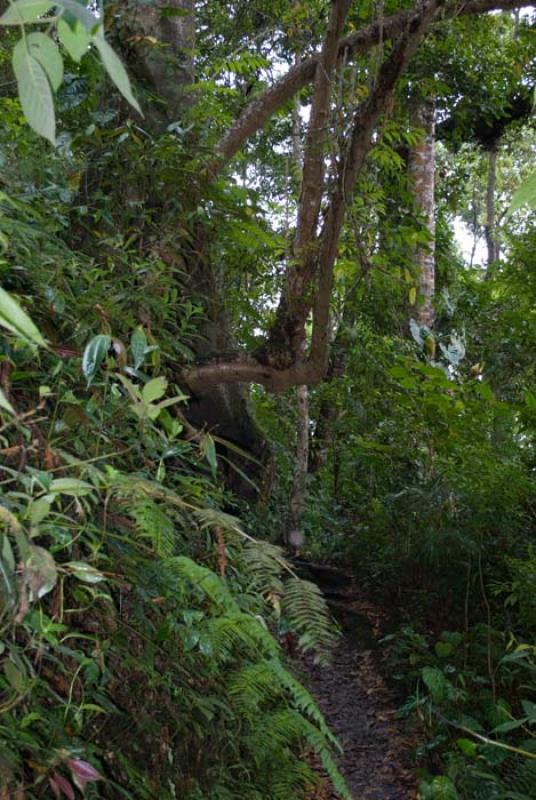 Parque Natural Chicaque, San Antonio del Tequendam...