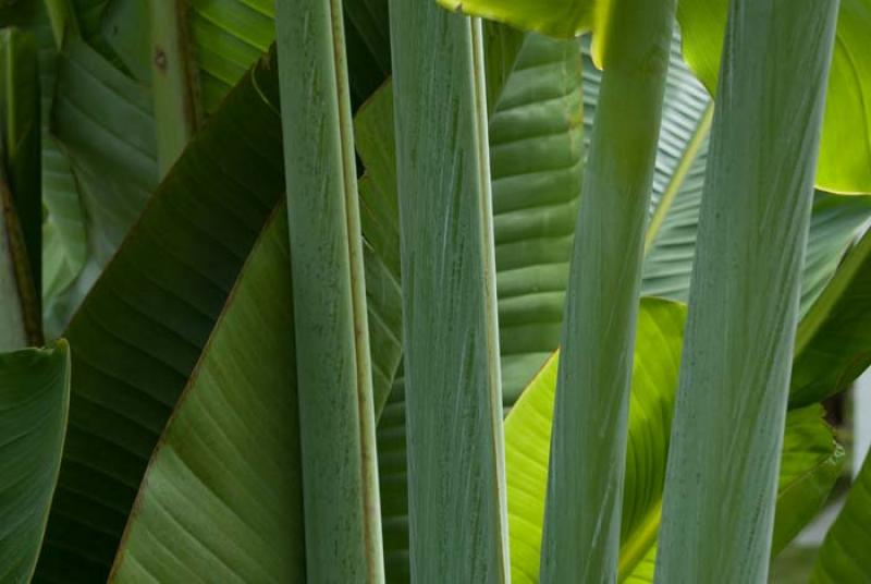 Hoja de Platano