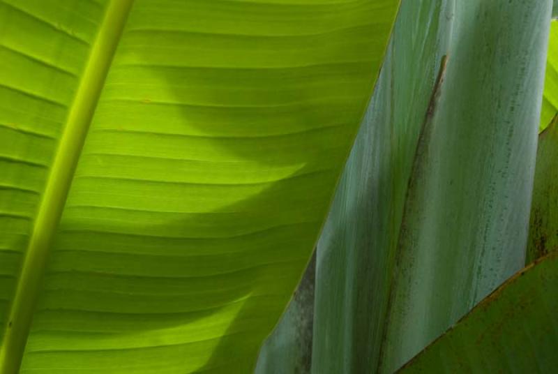 Hoja de Platano