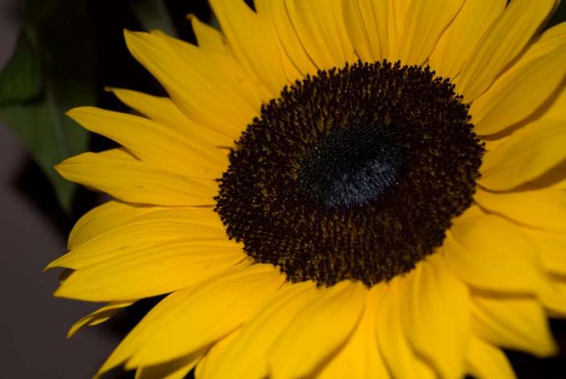 Helianthus annuus