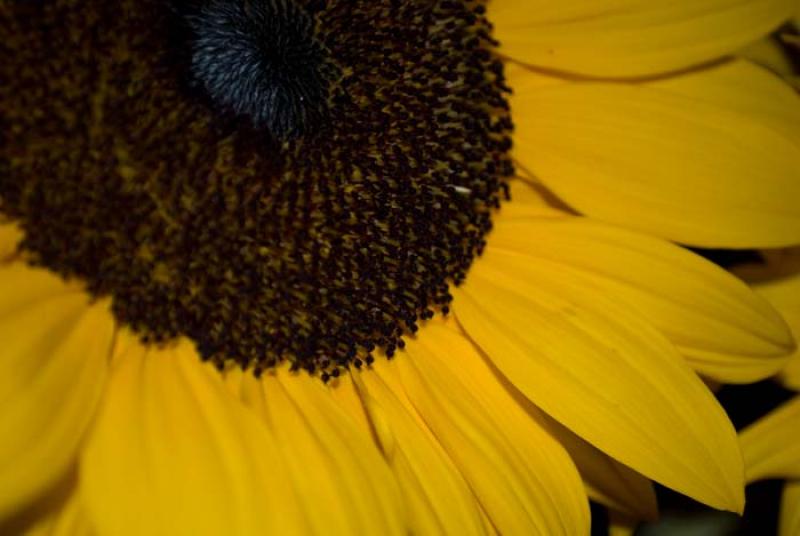 Helianthus annuus