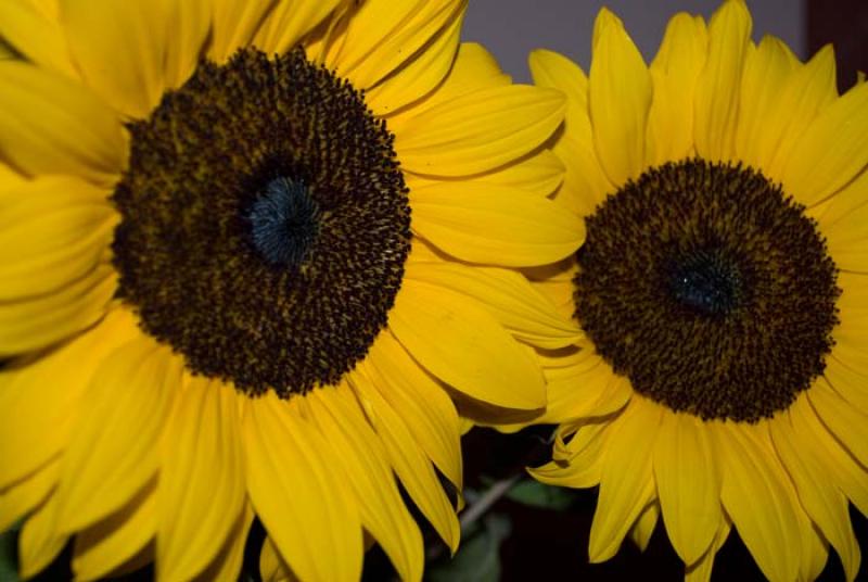 Helianthus annuus